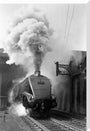 Woodcock', A4 Class steam locomotive No 60029 c.1954 stretched canvas extra large none Art Print - Science Museum Shop