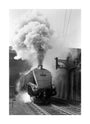 Woodcock', A4 Class steam locomotive No 60029 c.1954 unstretched canvas large none Art Print - Science Museum Shop