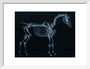 Tab I: Horse Skeleton, side view. Inverted image. art print small white Art Print - Science Museum Shop