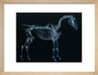 Tab I: Horse Skeleton, side view. Inverted image. art print small natural Art Print - Science Museum Shop