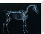 Tab I: Horse Skeleton, side view. Inverted image. stretched canvas small none Art Print - Science Museum Shop