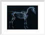 Tab I: Horse Skeleton, side view. Inverted image. art print medium white Art Print - Science Museum Shop