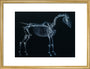 Tab I: Horse Skeleton, side view. Inverted image. art print medium gold Art Print - Science Museum Shop