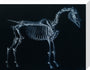 Tab I: Horse Skeleton, side view. Inverted image. stretched canvas medium none Art Print - Science Museum Shop