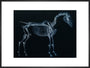 Tab I: Horse Skeleton, side view. Inverted image. art print extra large black Art Print - Science Museum Shop