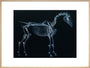 Tab I: Horse Skeleton, side view. Inverted image. art print extra large natural Art Print - Science Museum Shop