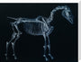 Tab I: Horse Skeleton, side view. Inverted image. stretched canvas large none Art Print - Science Museum Shop