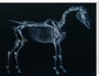 Tab I: Horse Skeleton, side view. Inverted image. stretched canvas extra large none Art Print - Science Museum Shop