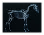 Tab I: Horse Skeleton, side view. Inverted image. unstretched canvas extra large none Art Print - Science Museum Shop