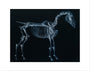 Tab I: Horse Skeleton, side view. Inverted image. art print extra small none Art Print - Science Museum Shop