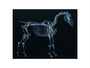 Tab I: Horse Skeleton, side view. Inverted image. art print small none Art Print - Science Museum Shop
