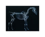 Tab I: Horse Skeleton, side view. Inverted image. unstretched canvas small none Art Print - Science Museum Shop