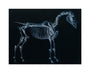 Tab I: Horse Skeleton, side view. Inverted image. unstretched canvas medium none Art Print - Science Museum Shop