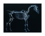 Tab I: Horse Skeleton, side view. Inverted image. unstretched canvas large none Art Print - Science Museum Shop