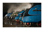 A-4 Class locomotives at the Great Gathering/ Great Goodbye in the National Railway Museum Shildon, 2014. unstretched canvas extra large none Art Print - Science Museum Shop