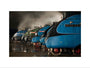 A-4 Class locomotives at the Great Gathering/ Great Goodbye in the National Railway Museum Shildon, 2014. art print medium none Art Print - Science Museum Shop