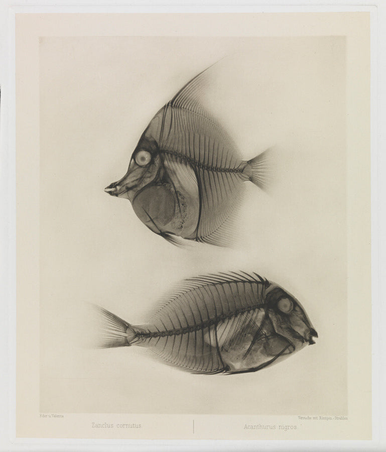 Zwei Seefische, Zanclus Cornutus / Acanthurus Nigros' Art Print - Science Museum Shop