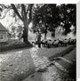 Moving a flock of sheep down a lane, 1930s stretched canvas medium none Art Print - Science Museum Shop
