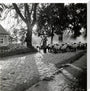 Moving a flock of sheep down a lane, 1930s stretched canvas large none Art Print - Science Museum Shop