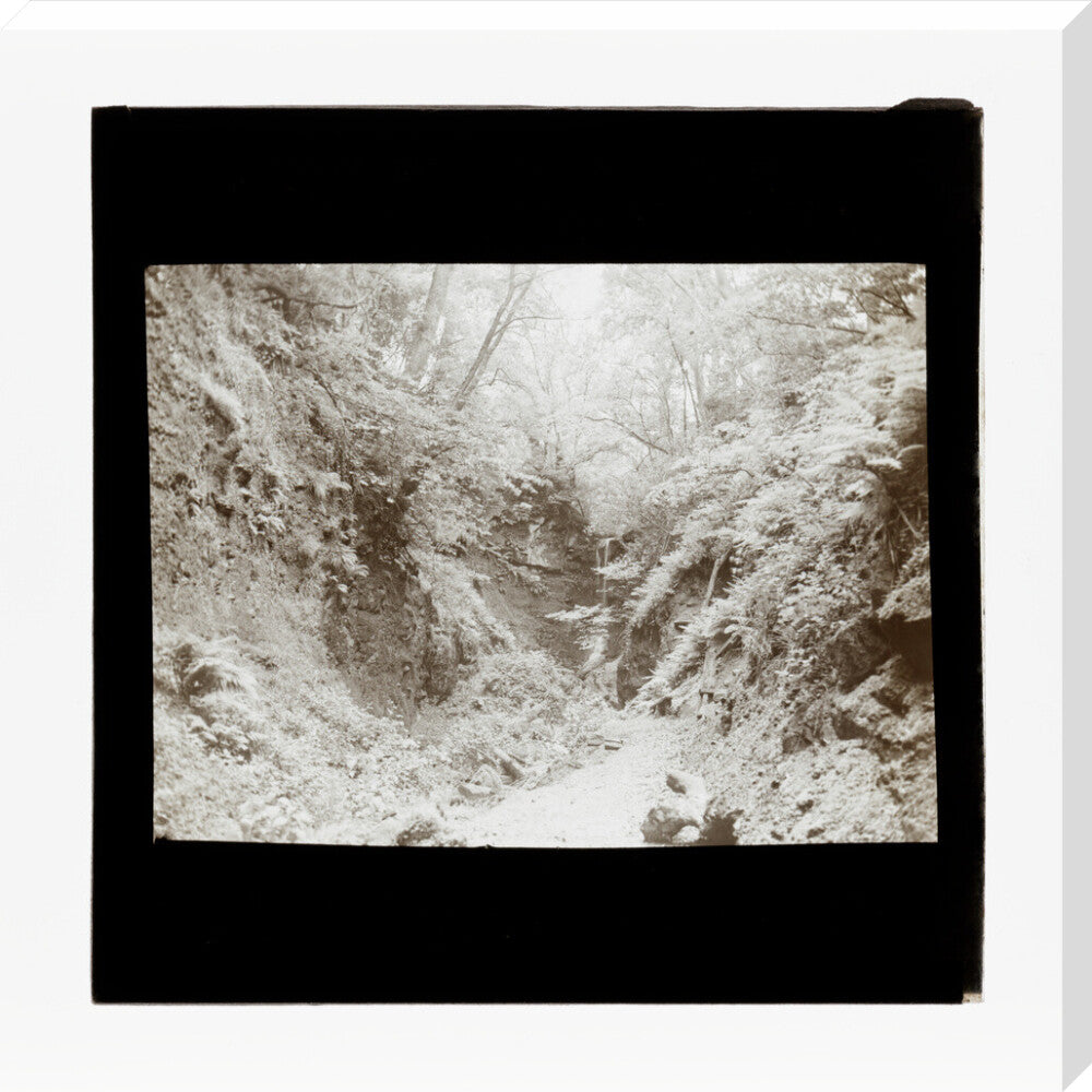 A magic lantern slide of woodland by Birt Acres, c. 1893. stretched canvas extra large none Art Print - Science Museum Shop