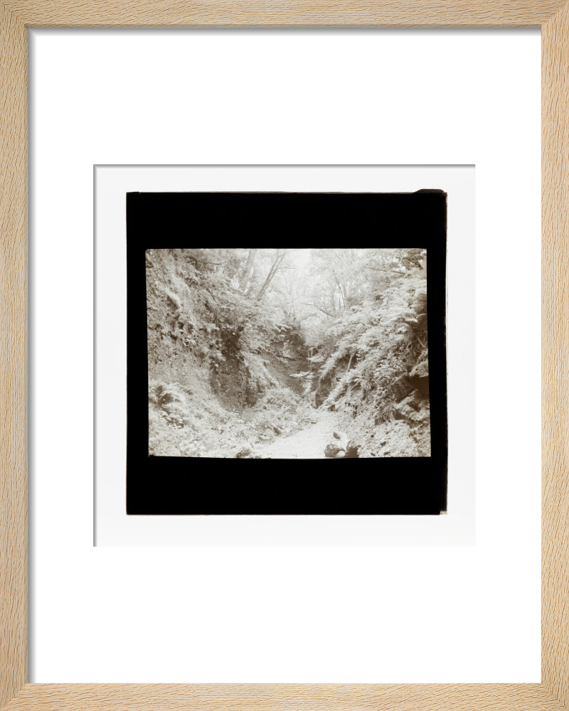 A magic lantern slide of woodland by Birt Acres, c. 1893. art print extra small natural Art Print - Science Museum Shop