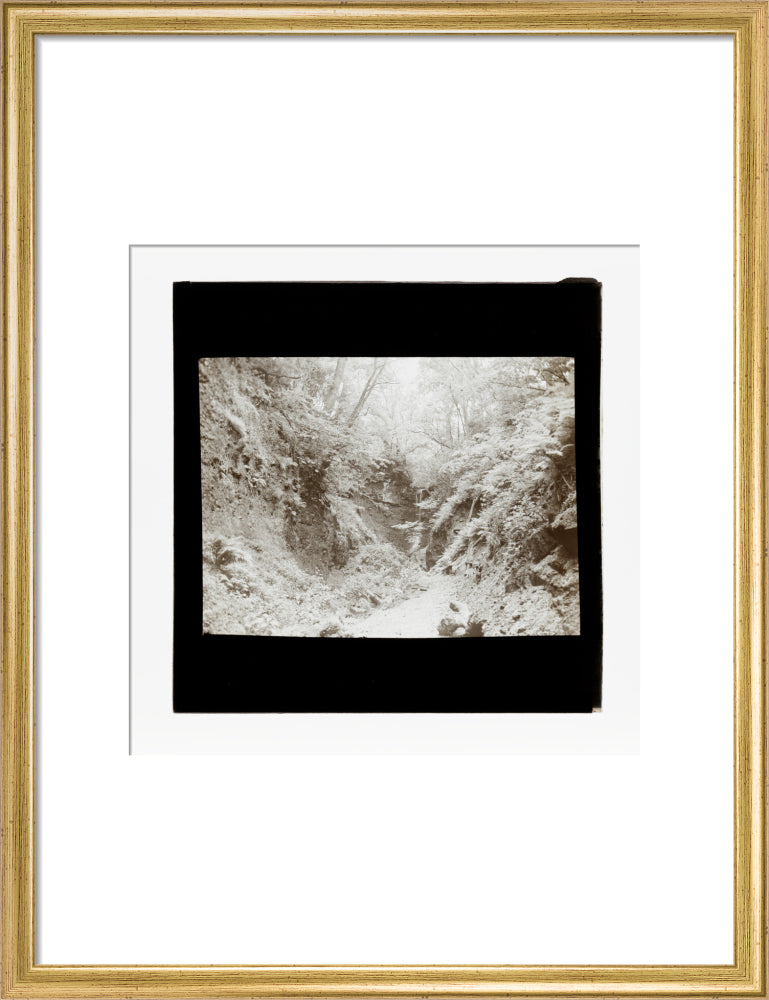 A magic lantern slide of woodland by Birt Acres, c. 1893. art print medium gold Art Print - Science Museum Shop