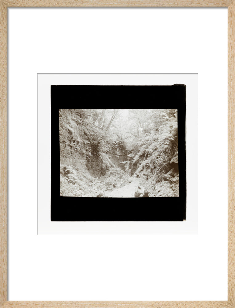 A magic lantern slide of woodland by Birt Acres, c. 1893. art print medium natural Art Print - Science Museum Shop