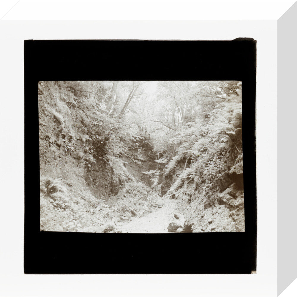 A magic lantern slide of woodland by Birt Acres, c. 1893. stretched canvas small none Art Print - Science Museum Shop