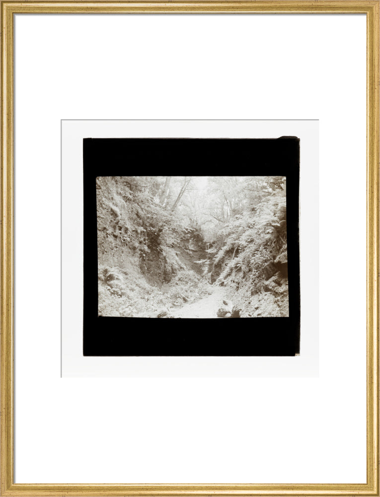 A magic lantern slide of woodland by Birt Acres, c. 1893. art print large gold Art Print - Science Museum Shop