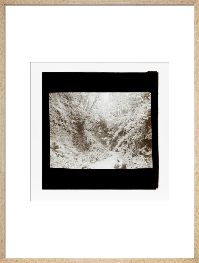A magic lantern slide of woodland by Birt Acres, c. 1893. art print large natural Art Print - Science Museum Shop