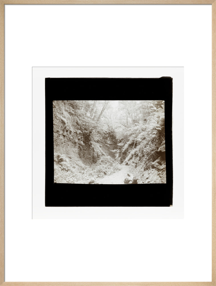 A magic lantern slide of woodland by Birt Acres, c. 1893. art print extra large natural Art Print - Science Museum Shop