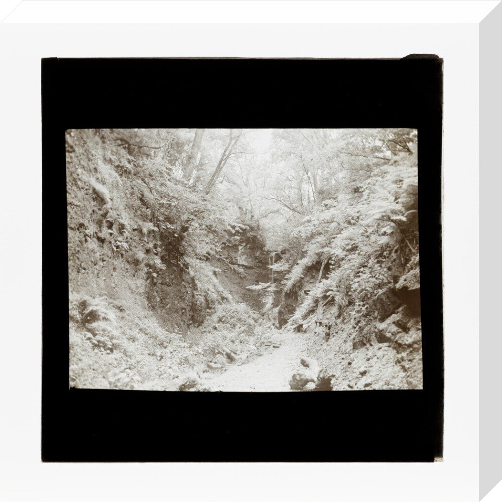 A magic lantern slide of woodland by Birt Acres, c. 1893. stretched canvas medium none Art Print - Science Museum Shop