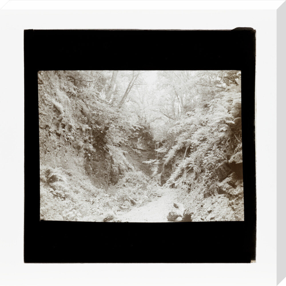 A magic lantern slide of woodland by Birt Acres, c. 1893. stretched canvas large none Art Print - Science Museum Shop