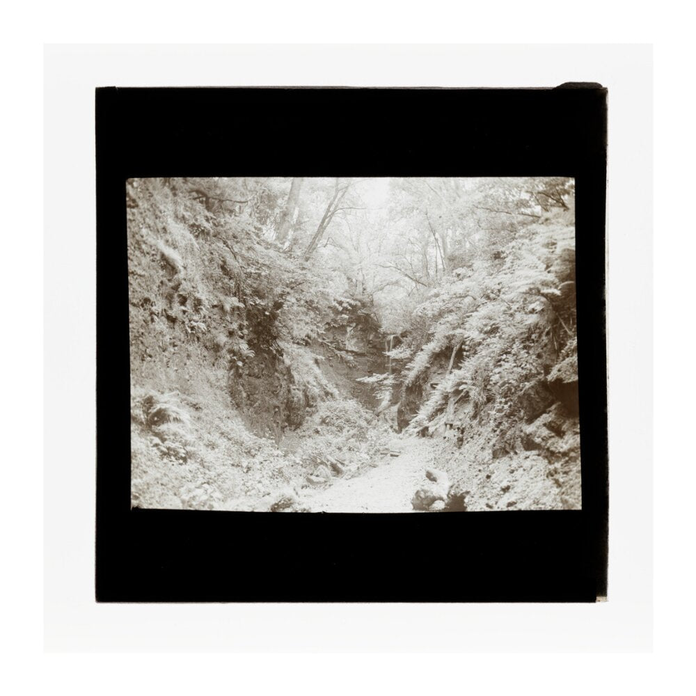 A magic lantern slide of woodland by Birt Acres, c. 1893. unstretched canvas extra large none Art Print - Science Museum Shop