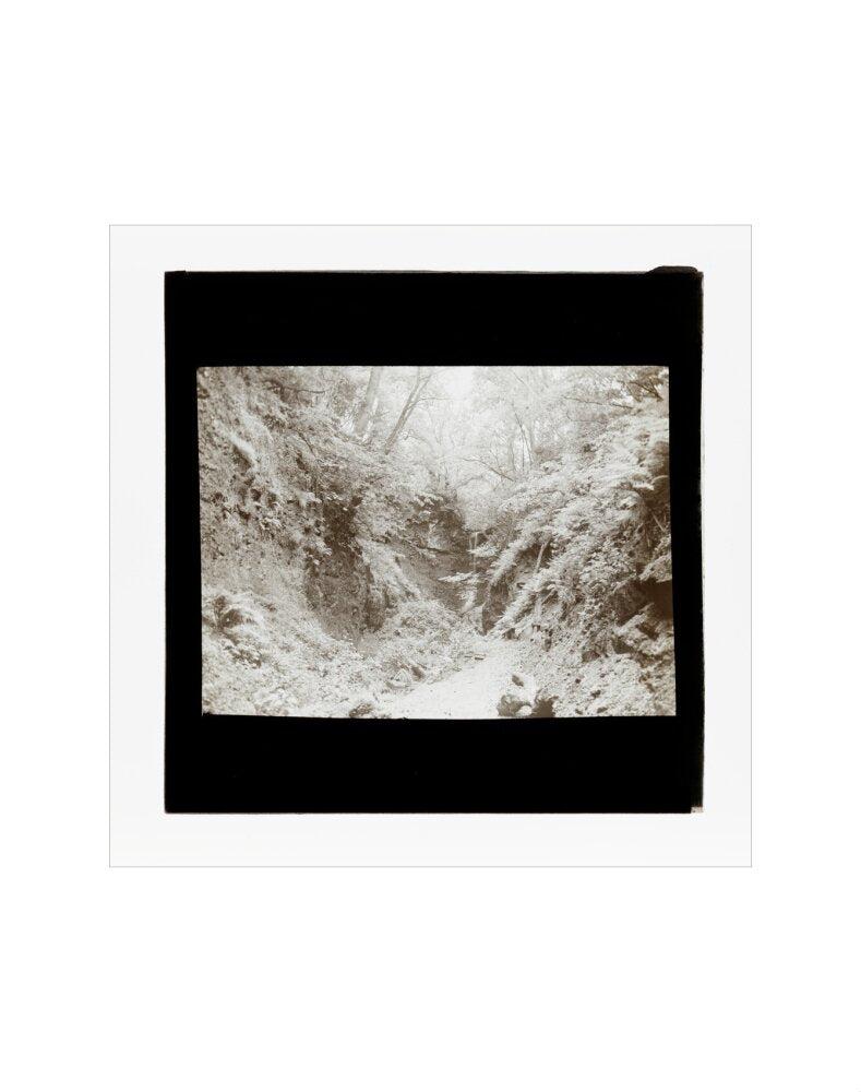 A magic lantern slide of woodland by Birt Acres, c. 1893. art print extra small none Art Print - Science Museum Shop