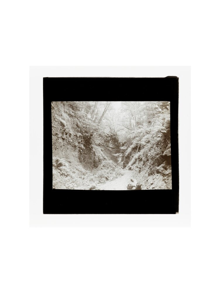A magic lantern slide of woodland by Birt Acres, c. 1893. art print medium none Art Print - Science Museum Shop