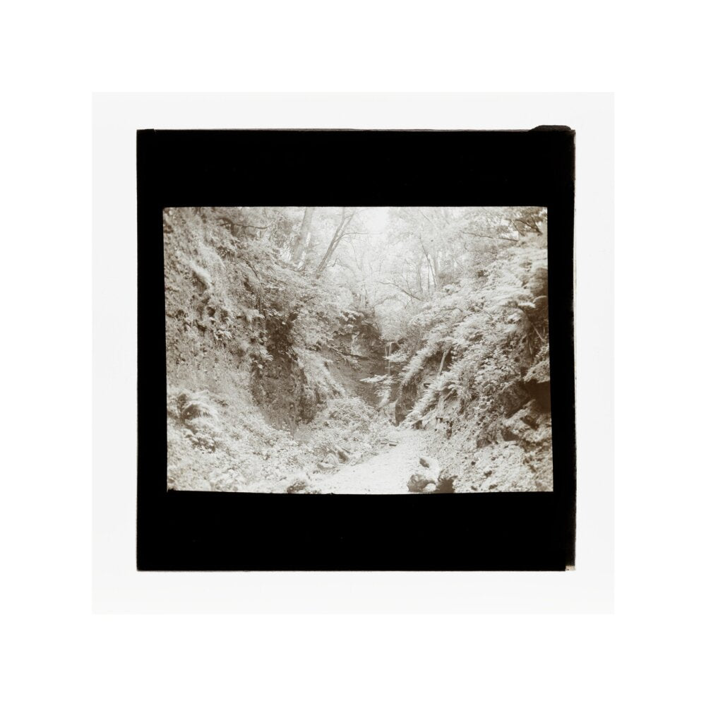 A magic lantern slide of woodland by Birt Acres, c. 1893. unstretched canvas small none Art Print - Science Museum Shop