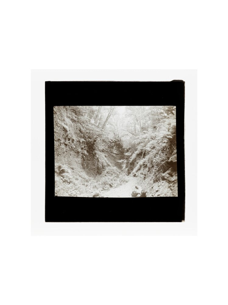 A magic lantern slide of woodland by Birt Acres, c. 1893. art print large none Art Print - Science Museum Shop