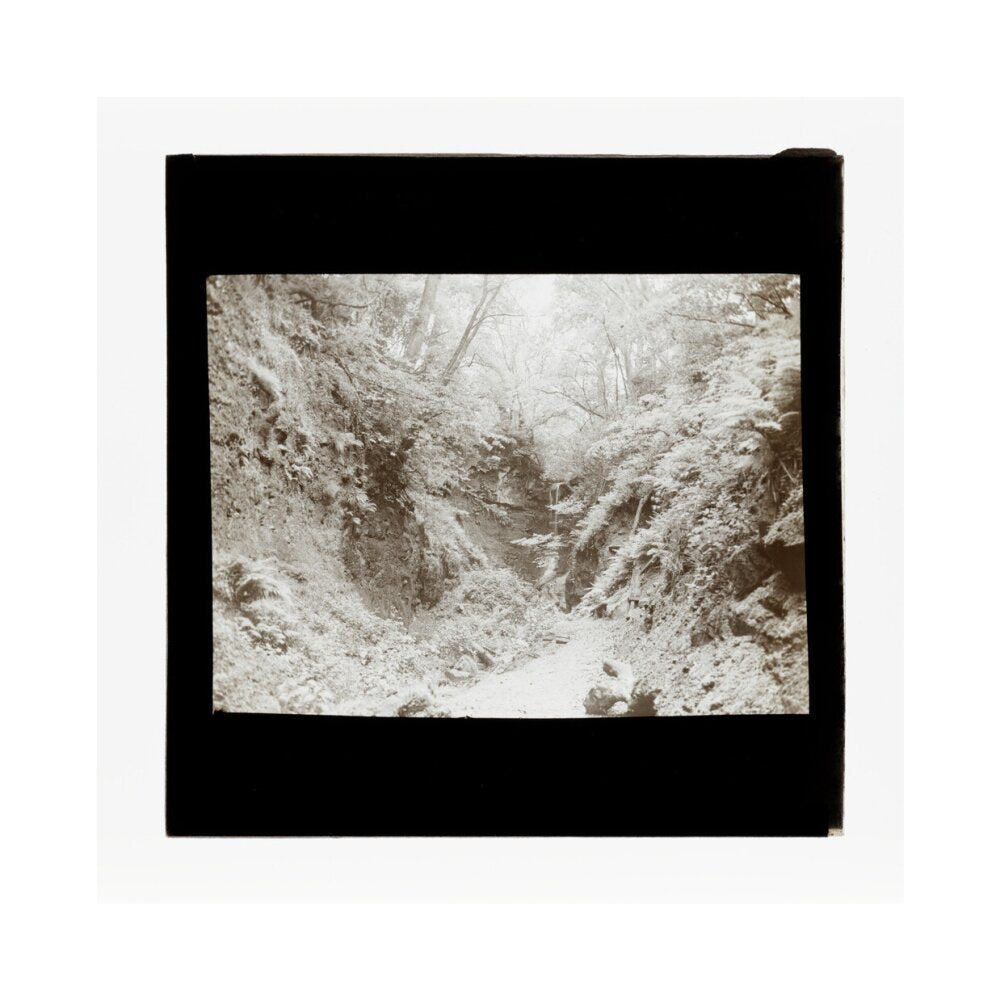 A magic lantern slide of woodland by Birt Acres, c. 1893. unstretched canvas medium none Art Print - Science Museum Shop