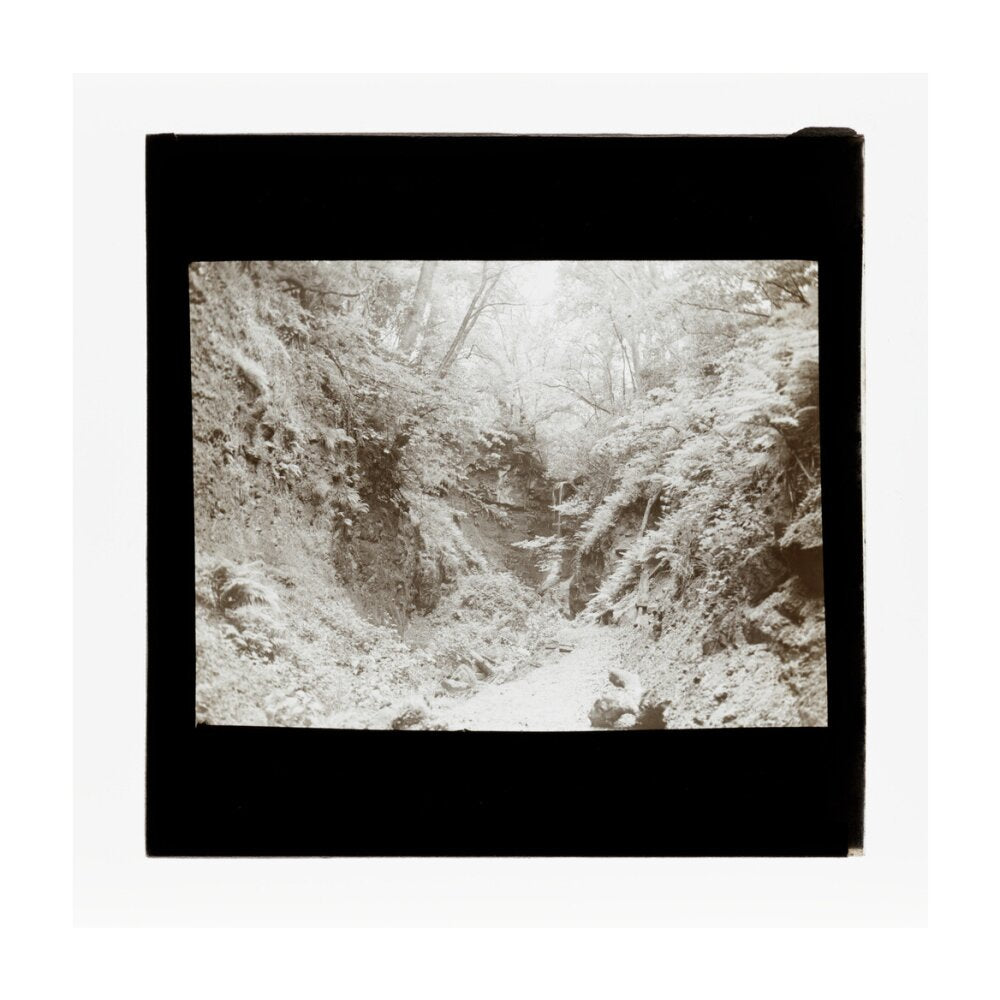 A magic lantern slide of woodland by Birt Acres, c. 1893. unstretched canvas large none Art Print - Science Museum Shop