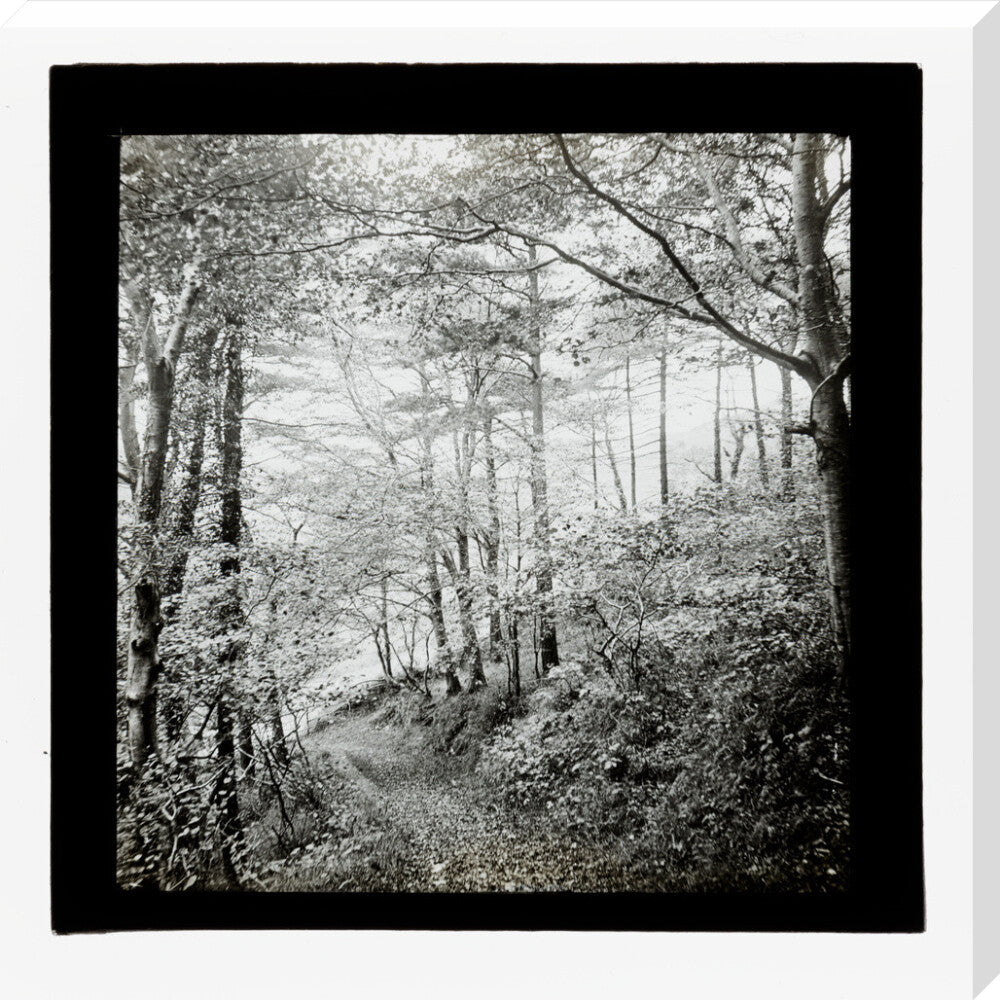 A magic lantern slide of Score Wood, Ilfracombe by Birt Acres, c. 1893. stretched canvas extra large none Art Print - Science Museum Shop