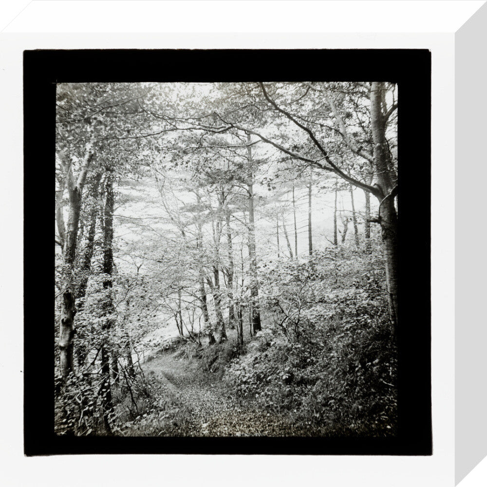 A magic lantern slide of Score Wood, Ilfracombe by Birt Acres, c. 1893. stretched canvas small none Art Print - Science Museum Shop