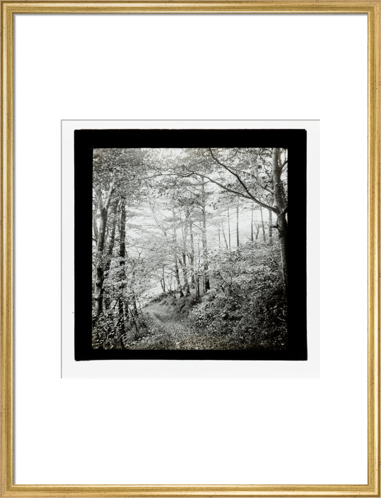 A magic lantern slide of Score Wood, Ilfracombe by Birt Acres, c. 1893. art print large gold Art Print - Science Museum Shop