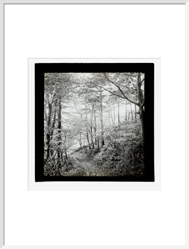 A magic lantern slide of Score Wood, Ilfracombe by Birt Acres, c. 1893. art print extra large white Art Print - Science Museum Shop