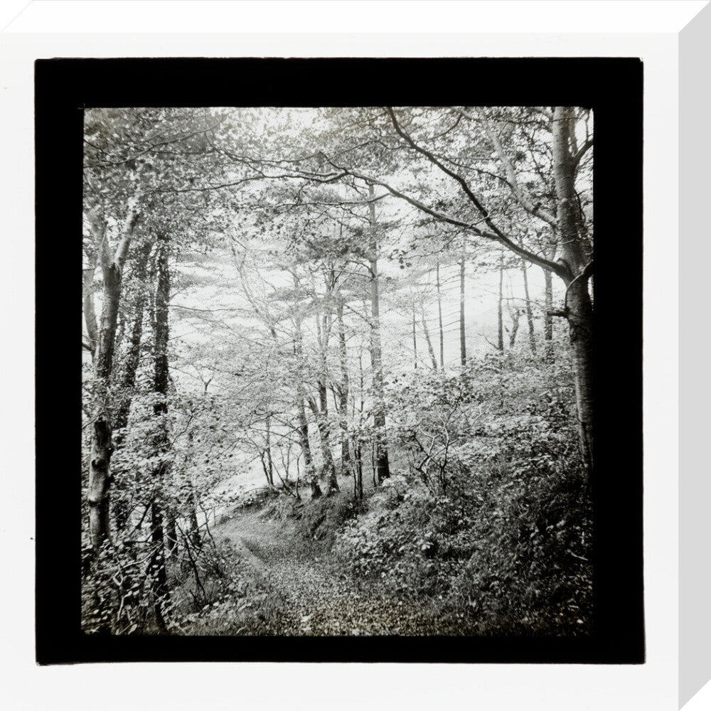 A magic lantern slide of Score Wood, Ilfracombe by Birt Acres, c. 1893. stretched canvas medium none Art Print - Science Museum Shop