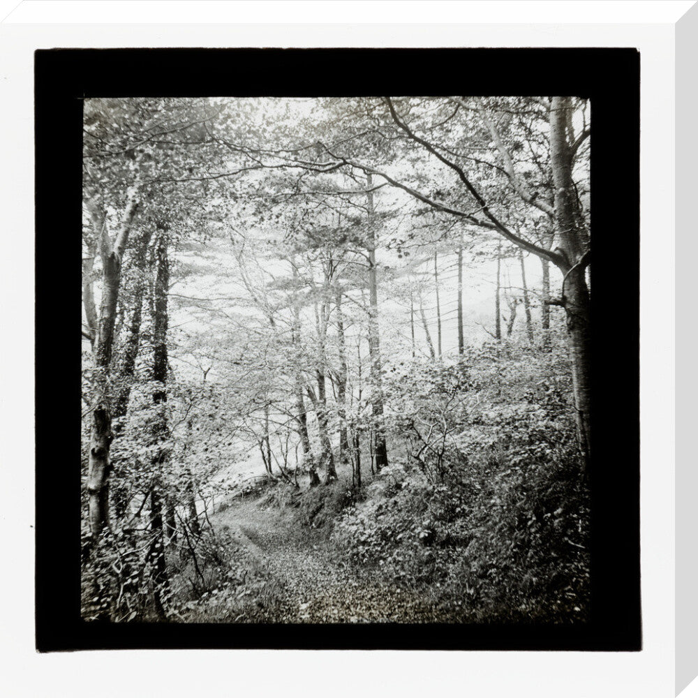 A magic lantern slide of Score Wood, Ilfracombe by Birt Acres, c. 1893. stretched canvas large none Art Print - Science Museum Shop