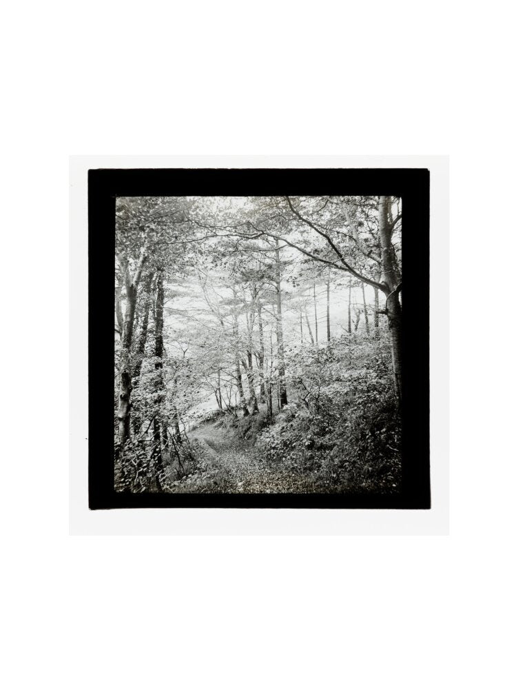 A magic lantern slide of Score Wood, Ilfracombe by Birt Acres, c. 1893. art print small none Art Print - Science Museum Shop