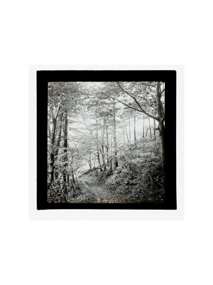 A magic lantern slide of Score Wood, Ilfracombe by Birt Acres, c. 1893. art print large none Art Print - Science Museum Shop