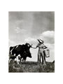 A milkmaid and cows art print medium none Art Print - Science Museum Shop
