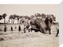 Hay gathering, c 1890. stretched canvas small none Art Print - Science Museum Shop